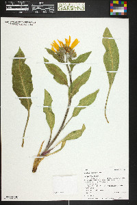 Wyethia arizonica image