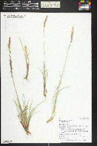 Poa fendleriana subsp. fendleriana image