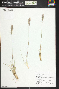 Poa fendleriana subsp. fendleriana image