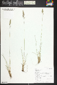 Poa fendleriana subsp. fendleriana image