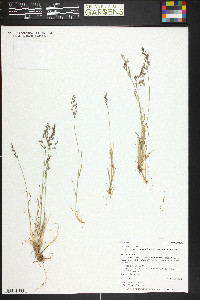 Poa arctica subsp. grayana image