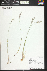 Poa nemoralis subsp. interior image