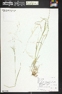 Poa leptocoma image