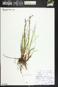 Carex inops subsp. heliophila image