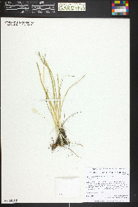 Leucocrinum montanum image