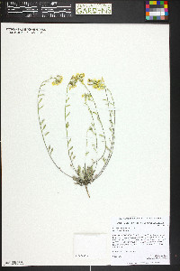 Physaria montana image