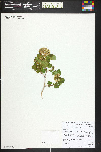 Physocarpus monogynus image