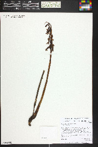 Corallorhiza wisteriana image