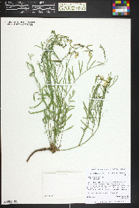 Astragalus australis image