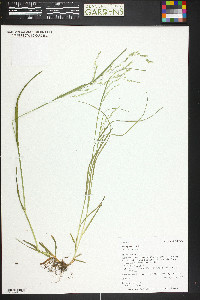 Poa leptocoma image