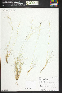 Aristida purpurea var. fendleriana image