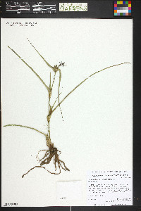 Tradescantia occidentalis image