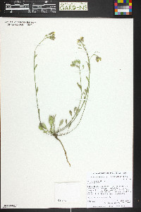 Physaria montana image