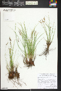 Carex inops subsp. heliophila image