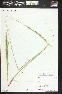 Achnatherum nelsonii subsp. nelsonii image