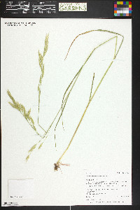 Bromus carinatus image