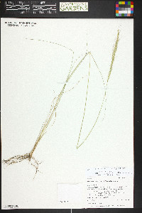 Achnatherum lettermanii image