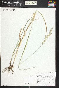 Bromus carinatus image