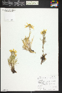 Hymenoxys grandiflora image