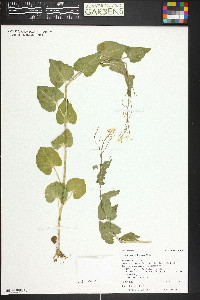 Cardamine cordifolia image