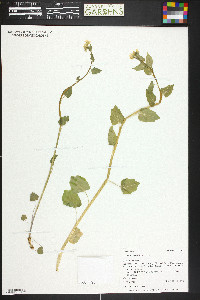 Cardamine cordifolia image