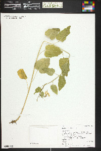 Cardamine cordifolia image