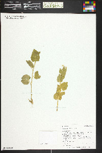 Cardamine cordifolia image