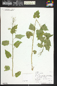 Cardamine cordifolia image