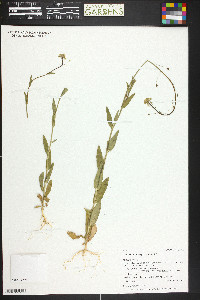 Camelina microcarpa image