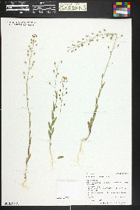 Camelina microcarpa image