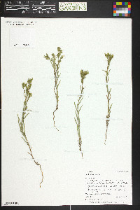 Madia glomerata image