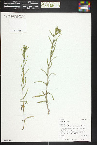 Madia glomerata image