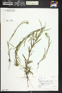 Madia glomerata image