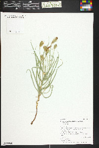 Lygodesmia grandiflora var. grandiflora image