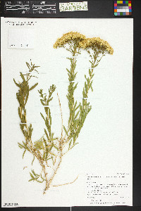 Lorandersonia linifolia image