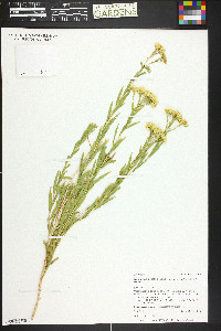 Lorandersonia linifolia image