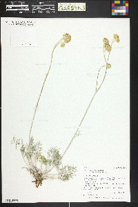 Hymenopappus filifolius var. megacephalus image