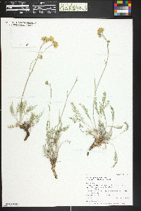 Hymenopappus filifolius var. cinereus image