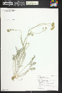 Hymenopappus filifolius var. cinereus image