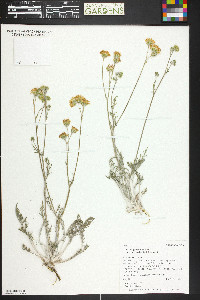 Hymenopappus filifolius var. cinereus image