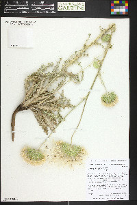 Cirsium neomexicanum image