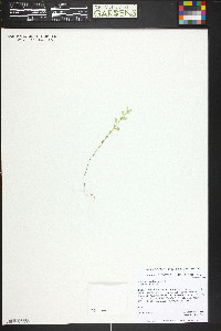 Alyssum simplex image