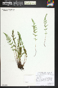 Woodsia oregana image