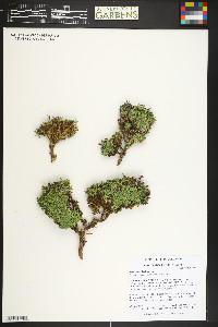 Silene acaulis image