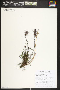 Pedicularis groenlandica image
