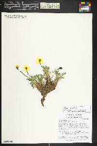 Papaver coloradense image