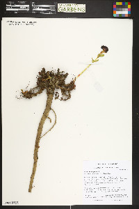 Rhodiola integrifolia image