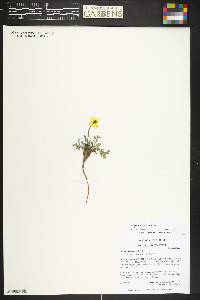 Papaver coloradense image