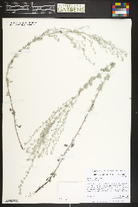 Artemisia frigida image