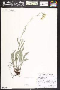 Antennaria anaphaloides image